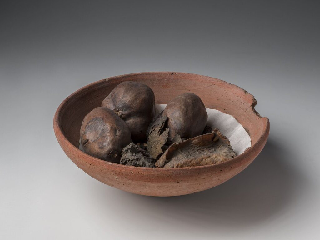 Cup with seeds, three doum nuts and dried fishes, baked clay, organic remains - Museo Egizio, Turin S 8255 p01