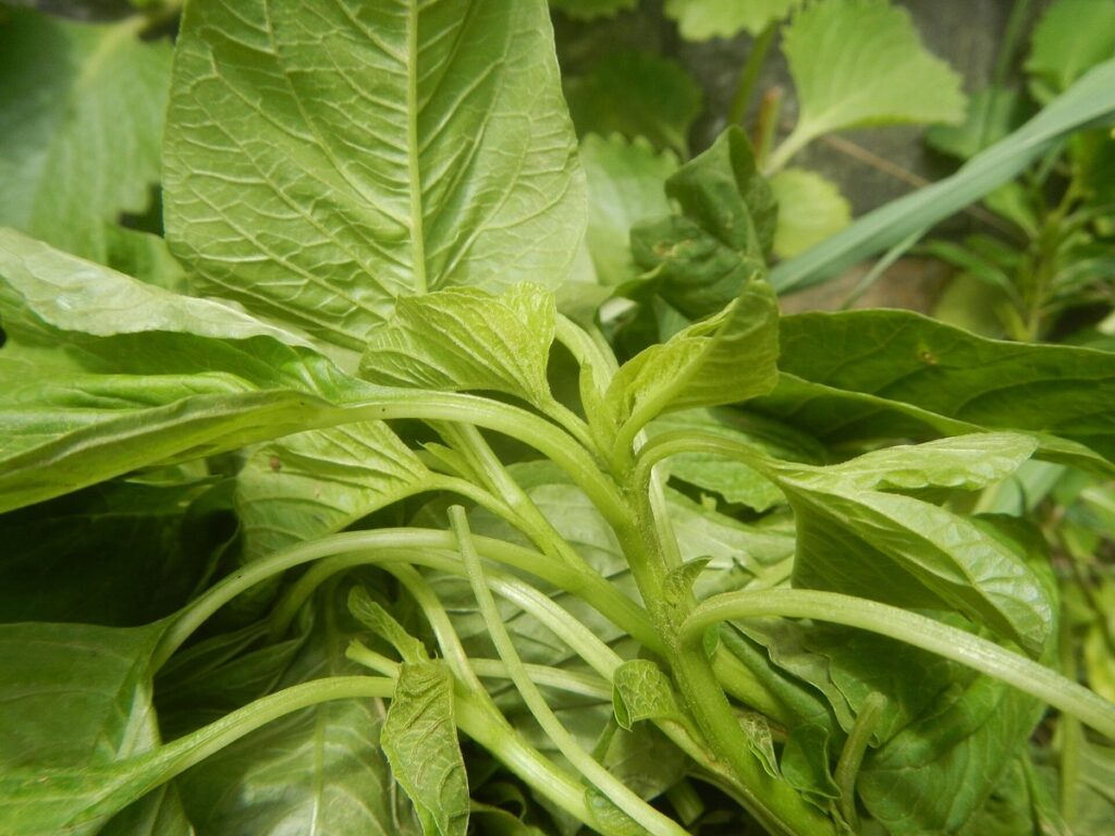 774Spinach leaves 05