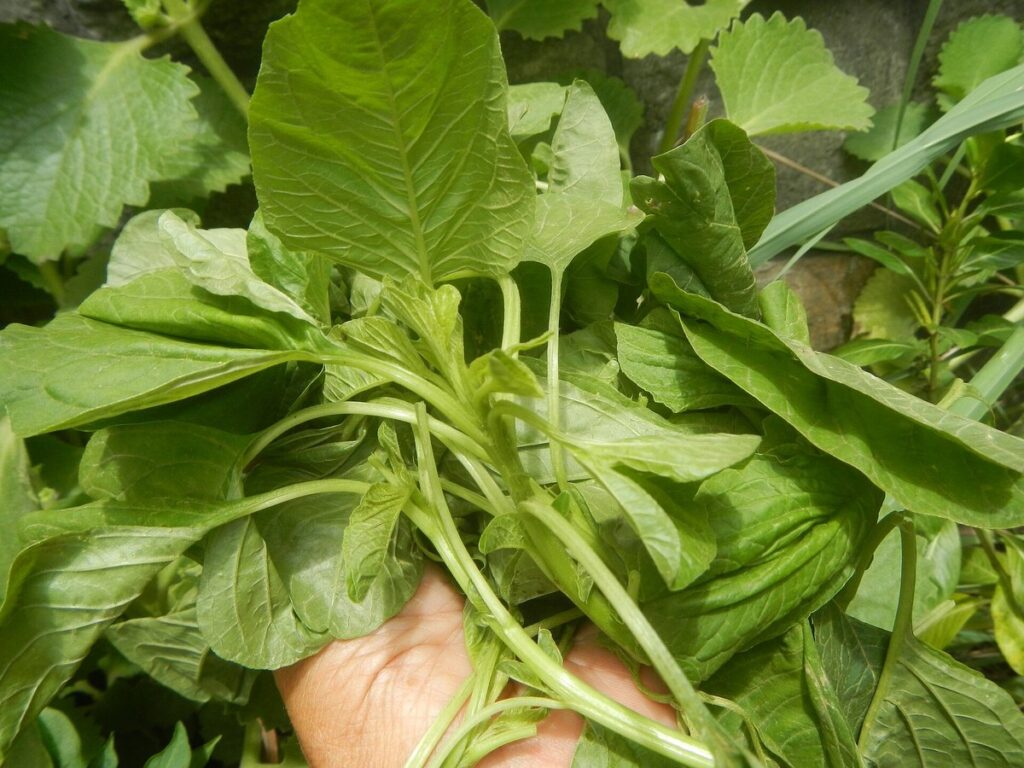 774Spinach leaves 04