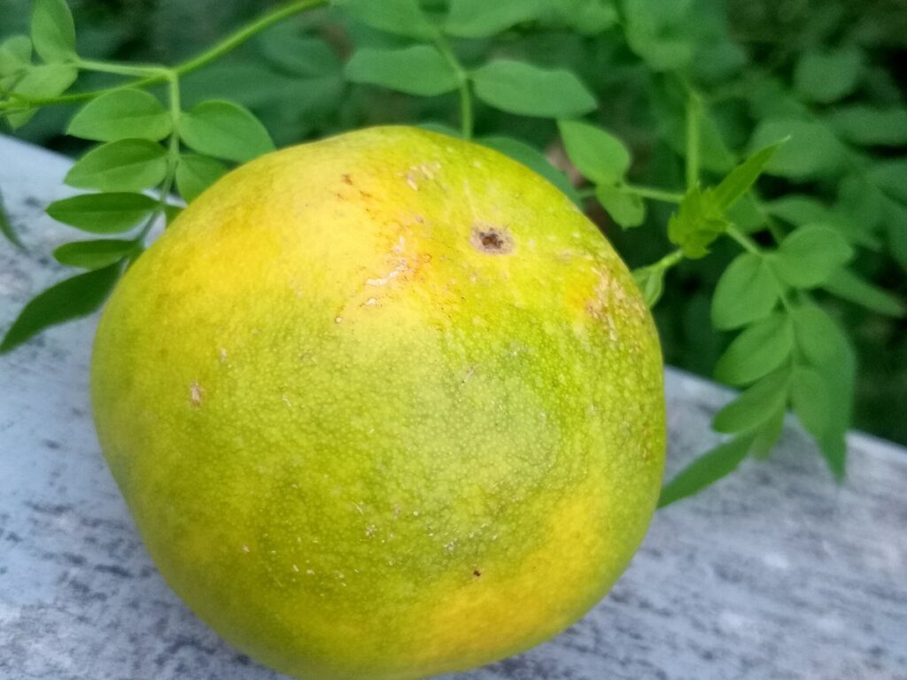 Pomelo fruits